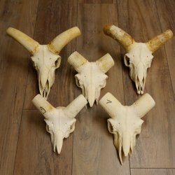 Mufflon (Ovis gmelini musimon) 5x Schädel ohne Gehörn Widder Schädeltrophäe