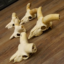 Mufflon (Ovis gmelini musimon) 5x Schädel ohne Gehörn Widder Schädeltrophäe