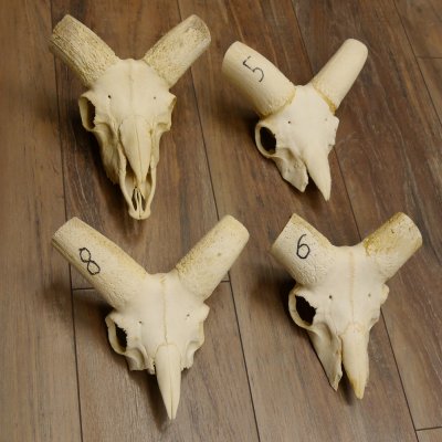 Mufflon (Ovis gmelini musimon) 4 x Schädel ohne Gehörn Widder Schädeltrophäe