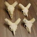 Mufflon (Ovis gmelini musimon) 4 x Schädel ohne...