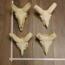 Mufflon (Ovis gmelini musimon) 4 x Schädel ohne...