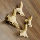 Mufflon (Ovis gmelini musimon) 4 x Schädel ohne Gehörn Widder Schädeltrophäe