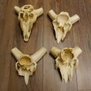 Mufflon (Ovis gmelini musimon) 4 x Schädel ohne Gehörn Widder Schädeltrophäe