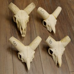 Mufflon (Ovis gmelini musimon) 4 x Schädel ohne Gehörn Widder Schädeltrophäe