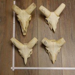 Mufflon (Ovis gmelini musimon) 4 x Schädel ohne Gehörn Widder Schädeltrophäe