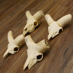 Mufflon (Ovis gmelini musimon) 4 x Schädel ohne Gehörn Widder Schädeltrophäe