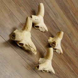 Mufflon (Ovis gmelini musimon) 4 x Schädel ohne Gehörn Widder Schädeltrophäe