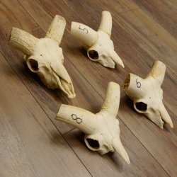 Mufflon (Ovis gmelini musimon) 4 x Schädel ohne Gehörn Widder Schädeltrophäe