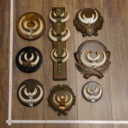 Wildschweinwaffen (Sus scrofa) 10 Stück Keilerwaffen Trophäe Keiler Gewaff versch. Trophäenschilder