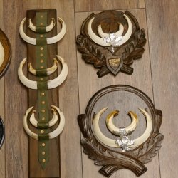 Wildschweinwaffen (Sus scrofa) 10 Stück Keilerwaffen Trophäe Keiler Gewaff versch. Trophäenschilder