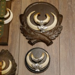 Wildschweinwaffen (Sus scrofa) 10 Stück Keilerwaffen Trophäe Keiler Gewaff versch. Trophäenschilder