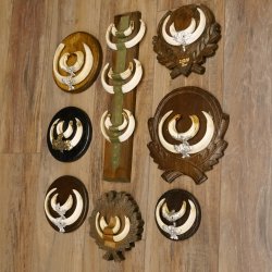 Wildschweinwaffen (Sus scrofa) 10 Stück Keilerwaffen Trophäe Keiler Gewaff versch. Trophäenschilder