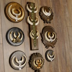 Wildschweinwaffen (Sus scrofa) 10 Stück Keilerwaffen Trophäe Keiler Gewaff versch. Trophäenschilder