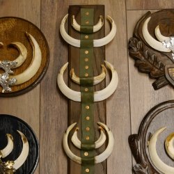 Wildschweinwaffen (Sus scrofa) 10 Stück Keilerwaffen Trophäe Keiler Gewaff versch. Trophäenschilder