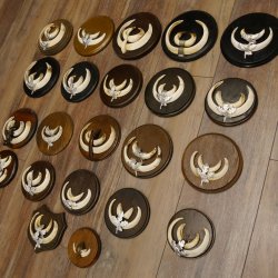 Wildschweinwaffen (Sus scrofa) 22 Stück Keilerwaffen Trophäe Keiler Gewaff versch. Trophäenschilder