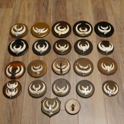 Wildschweinwaffen (Sus scrofa) 22 Stück Keilerwaffen Trophäe Keiler Gewaff versch. Trophäenschilder