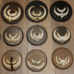 Wildschweinwaffen (Sus scrofa) 22 Stück Keilerwaffen Trophäe Keiler Gewaff versch. Trophäenschilder