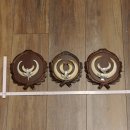 Wildschweinwaffen (Sus scrofa) 3 Stück Keilerwaffen bis 17 cm Trophäe Keiler Gewaff Trophäenschilder