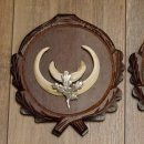 Wildschweinwaffen (Sus scrofa) 3 Stück Keilerwaffen bis 17 cm Trophäe Keiler Gewaff Trophäenschilder