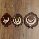 Wildschweinwaffen (Sus scrofa) 3 Stück Keilerwaffen bis 17 cm Trophäe Keiler Gewaff Trophäenschilder