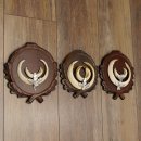 Wildschweinwaffen (Sus scrofa) 3 Stück Keilerwaffen bis 17 cm Trophäe Keiler Gewaff Trophäenschilder