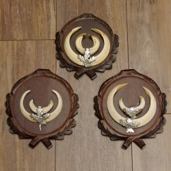 Wildschweinwaffen (Sus scrofa) 3 Stück Keilerwaffen bis 17 cm Trophäe Keiler Gewaff Trophäenschilder