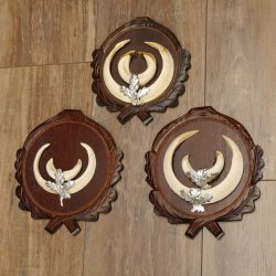 Wildschweinwaffen (Sus scrofa) 3 Stück Keilerwaffen bis 17 cm Trophäe Keiler Gewaff Trophäenschilder