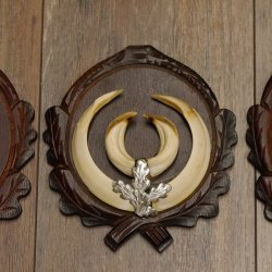 Wildschweinwaffen (Sus scrofa) 3 Stück Keilerwaffen bis 17 cm Trophäe Keiler Gewaff Trophäenschilder