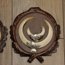 Wildschweinwaffen (Sus scrofa) 3 Stück Keilerwaffen bis 17 cm Trophäe Keiler Gewaff Trophäenschilder