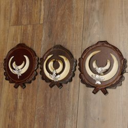 Wildschweinwaffen (Sus scrofa) 3 Stück Keilerwaffen bis 17 cm Trophäe Keiler Gewaff Trophäenschilder