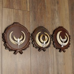 Wildschweinwaffen (Sus scrofa) 3 Stück Keilerwaffen bis 17 cm Trophäe Keiler Gewaff Trophäenschilder