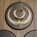 Wildschweinwaffen (Sus scrofa) 3 Stück Keilerwaffen bis 17 cm Trophäe Keiler Gewaff 32.267