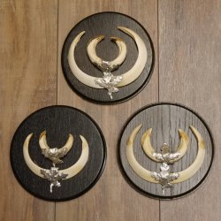 Wildschweinwaffen (Sus scrofa) 3 Stück Keilerwaffen bis 17 cm Trophäe Keiler Gewaff 32.267