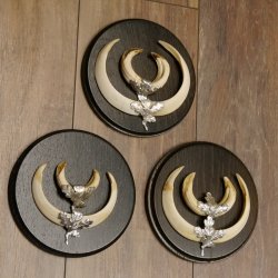 Wildschweinwaffen (Sus scrofa) 3 Stück Keilerwaffen bis 17 cm Trophäe Keiler Gewaff 32.267