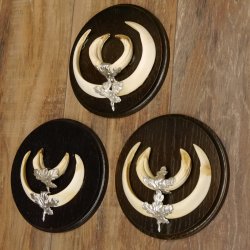 Wildschweinwaffen (Sus scrofa) 3 Stück Keilerwaffen bis 17 cm Trophäe Keiler Gewaff 32.267