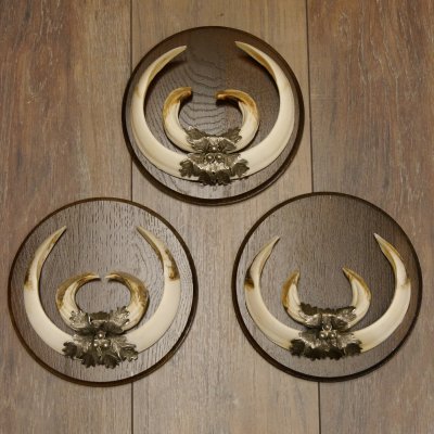 Wildschweinwaffen (Sus scrofa) 3 Stück Keilerwaffen bis 22 cm Trophäe Keiler Gewaff Schilder