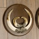 Wildschweinwaffen (Sus scrofa) 3 Stück Keilerwaffen bis 22 cm Trophäe Keiler Gewaff Schilder