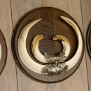 Wildschweinwaffen (Sus scrofa) 3 Stück Keilerwaffen bis 22 cm Trophäe Keiler Gewaff Schilder