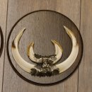 Wildschweinwaffen (Sus scrofa) 3 Stück Keilerwaffen bis 22 cm Trophäe Keiler Gewaff Schilder