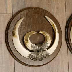 Wildschweinwaffen (Sus scrofa) 3 Stück Keilerwaffen bis 22 cm Trophäe Keiler Gewaff Schilder