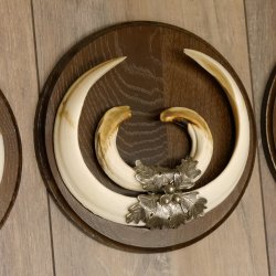 Wildschweinwaffen (Sus scrofa) 3 Stück Keilerwaffen bis 22 cm Trophäe Keiler Gewaff Schilder