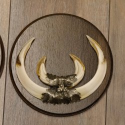 Wildschweinwaffen (Sus scrofa) 3 Stück Keilerwaffen bis 22 cm Trophäe Keiler Gewaff Schilder