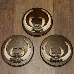 Wildschweinwaffen (Sus scrofa) 3 Stück Keilerwaffen bis 22 cm Trophäe Keiler Gewaff Schilder