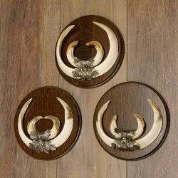 Wildschweinwaffen (Sus scrofa) 3 Stück Keilerwaffen bis 22 cm Trophäe Keiler Gewaff Schilder