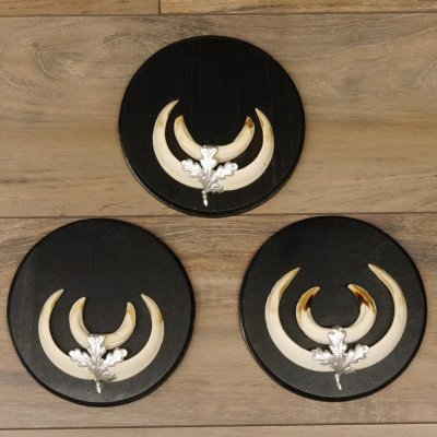 Wildschweinwaffen (Sus scrofa) 3 Stück Keilerwaffen bis 14,5 cm Trophäe Keiler Gewaff Schilder