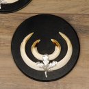 Wildschweinwaffen (Sus scrofa) 3 Stück Keilerwaffen bis 14,5 cm Trophäe Keiler Gewaff Schilder