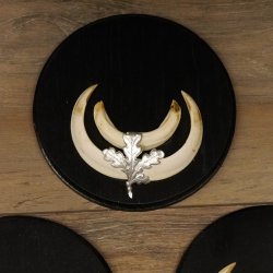 Wildschweinwaffen (Sus scrofa) 3 Stück Keilerwaffen bis 14,5 cm Trophäe Keiler Gewaff Schilder