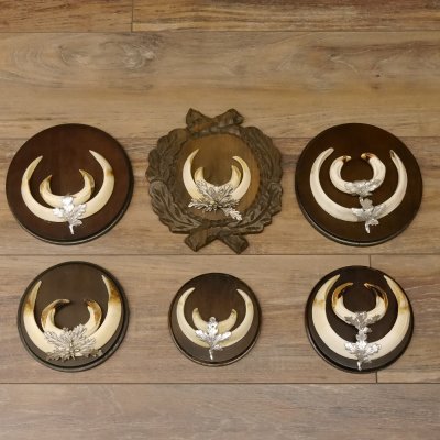 Wildschweinwaffen (Sus scrofa) 6 Stück Keilerwaffen bis 18 cm Trophäe Keiler Gewaff versch. Schilder