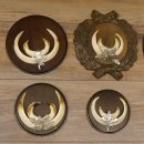 Wildschweinwaffen (Sus scrofa) 6 Stück Keilerwaffen bis 18 cm Trophäe Keiler Gewaff versch. Schilder