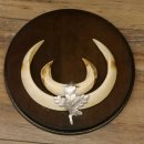 Wildschweinwaffen (Sus scrofa) 6 Stück Keilerwaffen bis 18 cm Trophäe Keiler Gewaff versch. Schilder